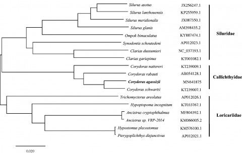 Figure 1 of 1<br />Figure 1. Neighbour-Joining phylogenetic tree based on the complete mitochondrial genome sequence. Note: the bold Latin name represents the species in this study. The codes followed the Latin names were GenBank accession numbers for each mitogenomes. https://doi.org/10.1080/23802359.2020.1715277