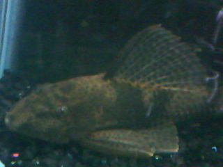DSC00007.JPG