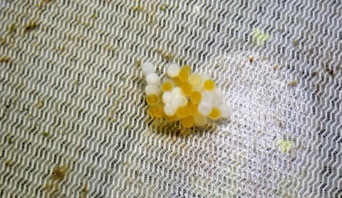 Ancistrus sp. Rio Paraguay eggs, 48 hr old