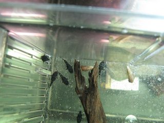 2 Week Old Fry