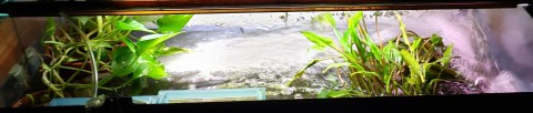 Top view of tank showing plants out of water and outflow of filter (filter under Pothos plant)