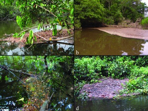Fig. 1 Floating litter banks of different dimensions and means of accumulation (i.e., diverse retention mechanisms): (a) floating litter banks retained by branches of riparian vegetation; (b) a large floating litter bank retained in a &quot;ria lake&quot; condition at the confluence of the Aliança Stream with the Branco River; (c) a small floating litter bank close to the margin of a 4th-order stream in the Urubu River basin; and (d) a large floating litter bank almost completely out of the water in a stream in the Urubu River basin during the dry season.