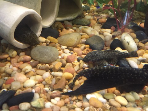 Pleco2.jpg