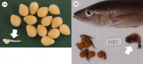 Fig. 1: Cuckoo catfish fry (white arrows) collected from the buccal cavities of C. coloratus. (a) A catfish fry (6.8 mm TL) and 13 host eggs fixed in ethanol. (b) A catfish fry (19.7 mm TL), six host fry, and the host female in fresh condition.
