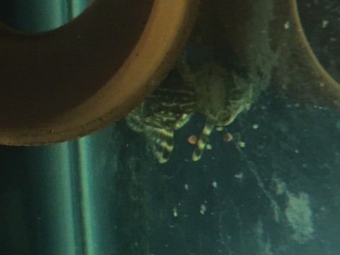 Clown_Pleco2.jpg