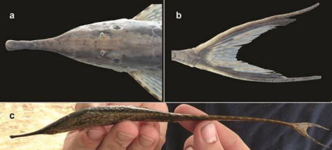 Terán et al. (2019) Fig 2, showing marbled snout