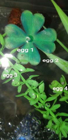 20200524_195516eggs.jpg