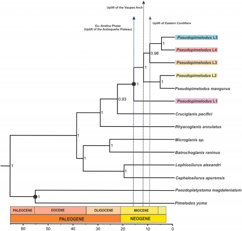 Figure 4: Dated species tree of the family Pseudopimelodidae generated using StarBEAST2. Vertical dashed blue, black and grey lines indicates uplift of the Antioqueño Plateau, Vaupés Arch and Eastern Cordillera, respectively. Calibrated nodes are denoted by a black circle; time in mya is indicated by the scale bar.