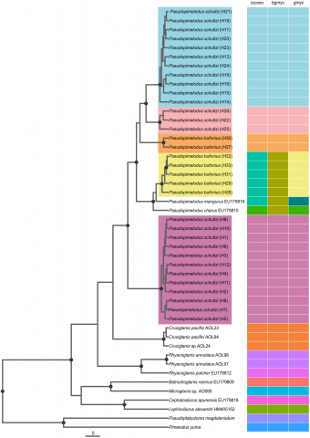 Figure 2: Single Locus Species Discovery Analysis showing the Maximum clade credibility tree from BEAST. Bayesian posterior probabilities above 0.95 are shown as dark nodes. Point estimate species delimitations are shown by method as colored boxes. The tree was presented using the ggtree_1.6.11 package (Yu et al., 2016).