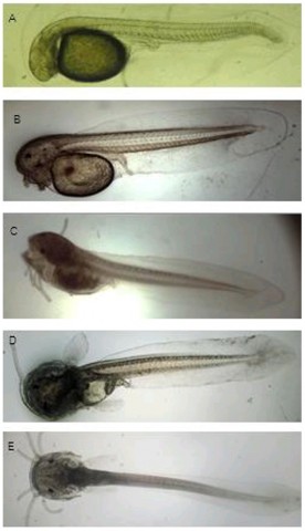 Figure 2   Larval development of glass catfish, Kryptopterus vitreolus (Ng and Kottelat, 2013)                (A) 6 hours; (B) 1 day old; (C) 3 days old; (D) 5 days old; (E) 10 days old