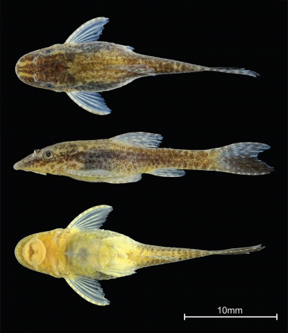 Figure 2. Otothyropsis piribebuy, nontype, first record in Brazilian territory, ZUFMS 5796, 23.8 mm SL, female, Rego d’Água, Porto Murtinho, Mato Grosso do Sul, Brazil.