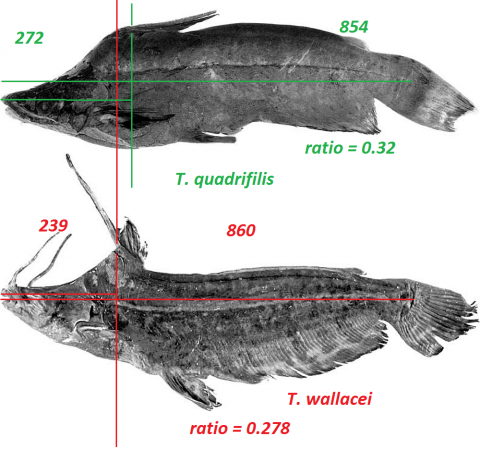 Comparison.png