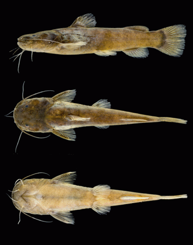 M. berbixae