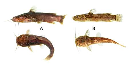 Live specimens: A) M. berbixae, B) M. variegatus