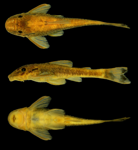 Parotocinclus sp. 1. Utinga River, Paraguaçu River Basin, Municipalities of Utinga, Wagner and Lençóis, Bahia