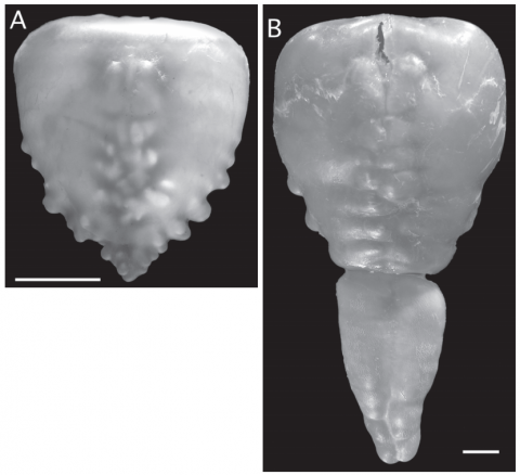 Fig. 4. Ventral views of disarticulated gas bladders (scale bars equal<br />1 cm). (A)Rhinodoras gallagheri, paratype FMNH 116466, 90.2 mm<br />SL; (B)R. dorbignyi, ANSP 179535, 194 mm SL.