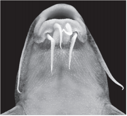 Fig. 3. Lip morphology of Rhinodoras exemplified by R. boehlkei, ANSP 179562, 116.3 mm SL.