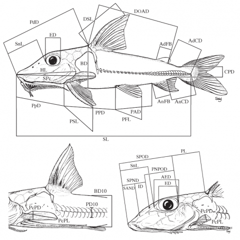 Fig. 1. Landmarks and measurements used for morphometric analysis (plotted on generalized doradids).