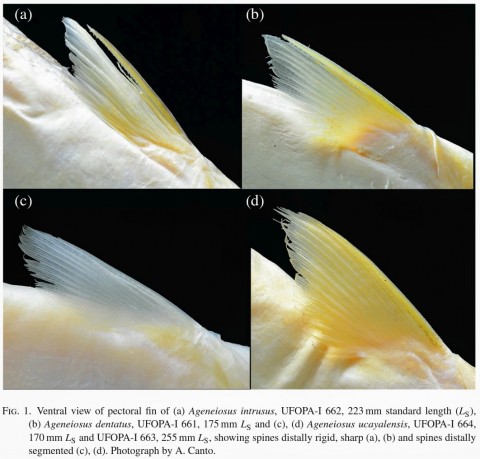 Fig. 1. Ventral view of pectoral fin of (a) Ageneiosus intrusus, (b) Ageneiosus dentatus, and (c), (d) Ageneiosus ucayalensis, showing spines distally rigid, sharp (a), (b) and spines distally segmented (c), (d). Photograph by A. Canto.