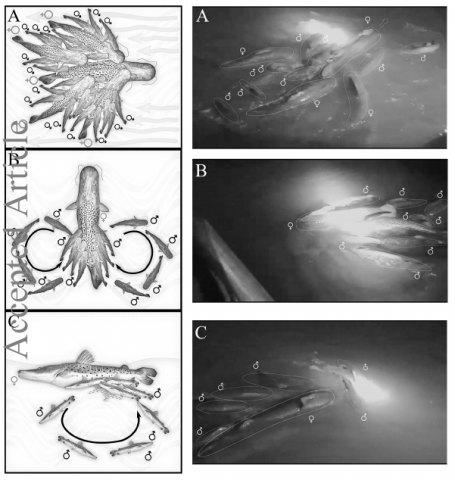 Figure 2. School of P. corruscans engaged in a “mating and spawning cycle”, as recorded in the main channel of the Uruguay River, southern Brazil. A. Shows the school of spotted surubim with females in the middle and males on the sides of the females; B and C. Show how the males compete for contact with the female's posterior ventral region, sinking at certain times and reappearing again in the female's posterior region.