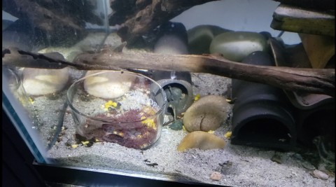 Peckoltia lineola first spawn 2020-18-2020.jpg
