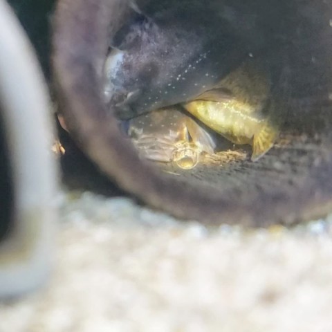 Trachelyichthys exilis egg first spawn 2020-07-22.jpg