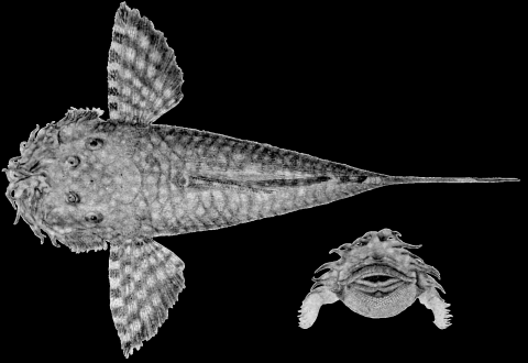 A. brevifilis bodenhameri Schultz, 1944 holotype