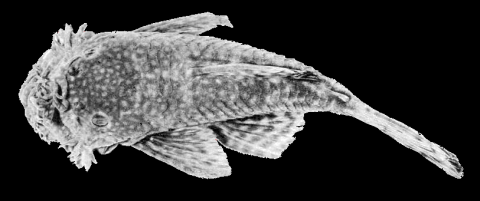 A. triradiatus martini Schultz, 1944 holotype