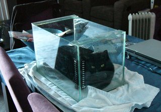 Cocois catfishis1.JPG