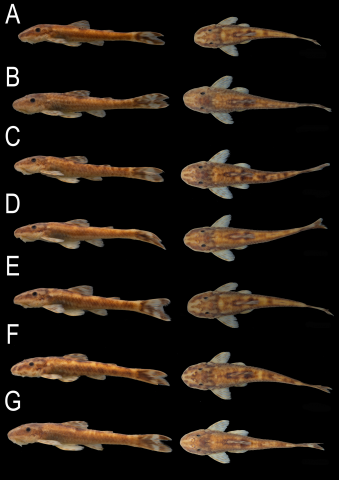 Fig 5. Parotocinclus nandae, variation in color pattern in alcohol