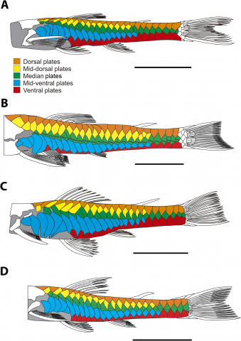 Fig 3. Dermal plates of the lateral trunk and serial plate homology of Parotocinclus. (A) Parotocinclus nandae; (B) P. adamanteus; (C) P. spilosoma; (D) P. jimi; Scale bar 1 cm