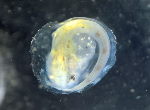 Trachelyichthys exilis embryo