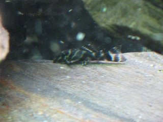 IMG_1887.JPG