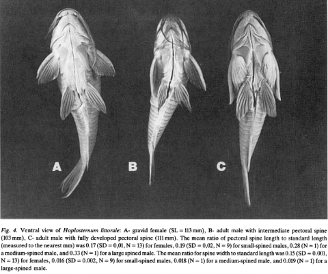 Hoplosternum littorale pectoral fin.png