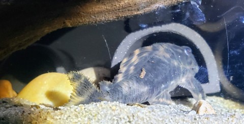 A random male in the tank, with food on his back
