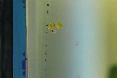 Two days after spawning