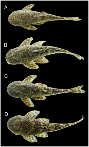 Fig 6. Variation in color pattern of Pareiorhaphis hystrix. (A) small dark blotches, female, Ijuí; (B) large dark blotches, female, Ijuí; (C) coarse vermiculations, male, Middle Uruguay; (D) fine vermiculations, male, Upper Antas