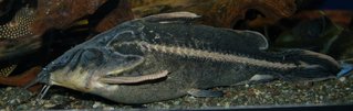 DSC_4608cs.jpg