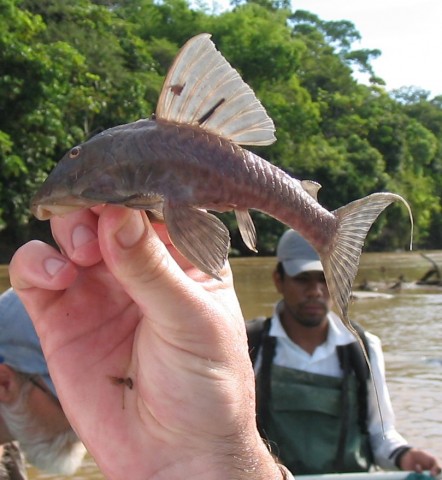 P. nocturnus adult (C) Nathan Lujan