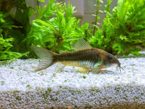 Corydoras aeneus.png