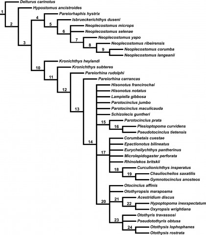 Fig 24. Strict consensus cladogram of 23 most parsimonious trees (278 steps; consistency index = 0.263; retention index = 0.611, showing the relationships amongst Hypoptopomatinae and Neoplecostominae species based on neuroanatomical characters. Numbers above branches indicate the number of the clade.