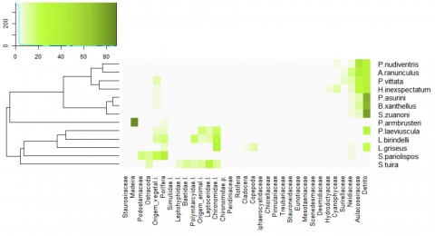 Figure 14 - Heat map generated from the cluster analysis (Cluster) for the composition of the diet of the 13 species of Loricariidae from Volta Grande on the Xingu River: P. nudiventris, A. ranunculus, P. vittata, H. inexspectatum, B. xanthellus, S. zuanoni (detritivores and algivores), P. armbrusteri (xylophage); P. laeviuscula, L. birindellii, L. griseus, S. pariolispos, S. tuira (carnivores and omnivores). The different shades indicate the relative importance of each food item in the species' diet.
