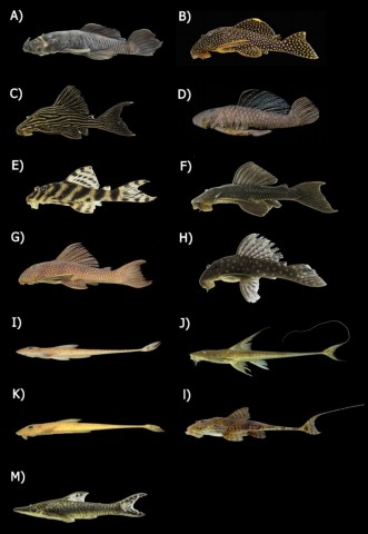 Figura 2 - A) Ancistrus ranunculus (95,0 mm); B) Baryancistrus xanthellus (86,2 mm); C) Panaque armbrusteri (182,8 mm); D) Parancistrus nudiventris (152 mm); E) Peckoltia vittata (88,6 mm); F) Pseudancistrus asurini (121,9 mm); G) Scobinancistrus pariolispos (84,1 mm); H) Spectracanthicus zuanoni (92,2 mm); I) Limatulichthys griseus (134,8 mm); J) Loricaria birindellii (231,9 mm); K) Pseudoloricaria laeviuscula (180,2 mm); L) Spatuloricaria tuira (134,7 mm); M) Hypoptopoma inexspectatum (88,5 mm). Fotos: A, I &amp; K – Taís de Jesus; B – Renildo R. Oliveira; C, D, E, F, H, M – Leandro M. Sousa; J &amp; L – Mark S. Pérez.