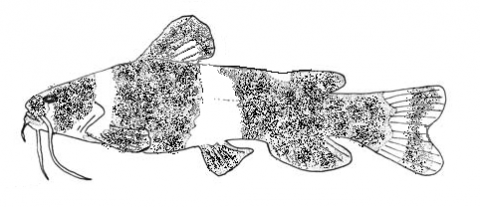 Microglanis ater- my attempt to interpret Ahl 1936 using pics diagram from Sarmento-Soares 2006.png