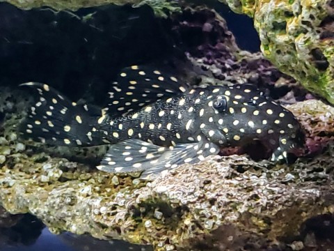 One of my L007 Plecos for comparison.