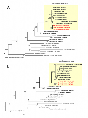 FIGURE 1 | A. Maximum likelihood – ML (LogL = -3132.01) tree of Corumbataia species using TN93+G+I nucleotide substitution model and based on the analysis of partial sequence of cytochrome oxidase C subunit I (COI). Numbers at nodes are bootstrap values based on 1000 pseudoreplicates. Values below 50% are not shown. B. Majority rule consensus tree obtained in Bayesian analysis using GTR+I. Numbers below branches are posterior probabilities obtained from 10000 trees.