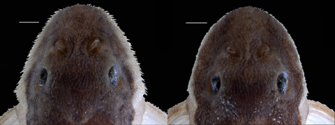 FIGURE 5 | Hypertrophied odontodes on the lateral margins of head in Corumbataia acanthodela, paratypes, male (left), NUP 22694 and female (right), LBP 19095. Scale bars = 1 mm.