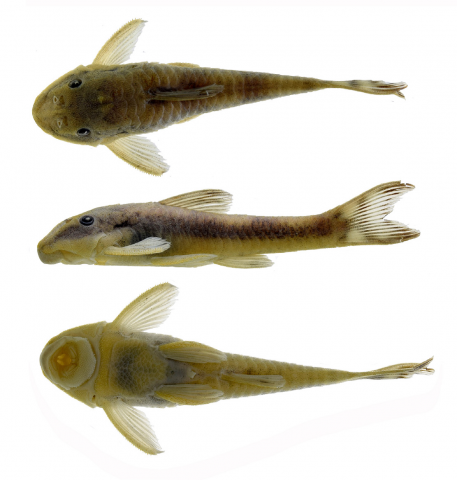 FIGURE 2 | Corumbataia acanthodela, holotype, MZUSP 125794, male 27.9 mm SL, from Rio Maranhão, Rio Tocantins basin, Niquelândia, Goiás, Brazil.