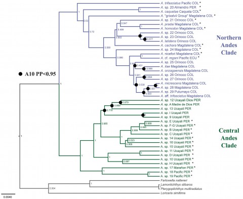 FIGURE 4 | Species tree inferred from the concatenated dataset of mitochondrial genes (COI, Cytb, and 16S). Nodal support values are Bayesian posterior probabilities. Non-significant speciation probabilities identified in BP&amp;P analysis algorithm A10 (PP:&lt;0.95) are indicate by black circles and species supported with asterisk.