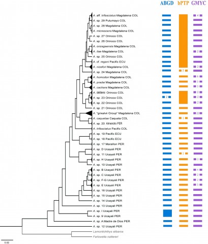 FIGURE 3 | Results of single-locus approaches using cytochrome oxidase c subunit I (COI) for developing preliminary species delimitation hypothesis with 42 lineages. Results are represented on the ultrametric gene tree with collapsed nodes. All nodal support values were PP&gt;0.95. Blocks at right of the tree represent hypothesized species groups and the values in the middle indicate the number of clusters identified by ABGD, bPTP and GMYC analyses for every collapsed node. COL: Colombia, ECU: Ecuador, PER: Peru.